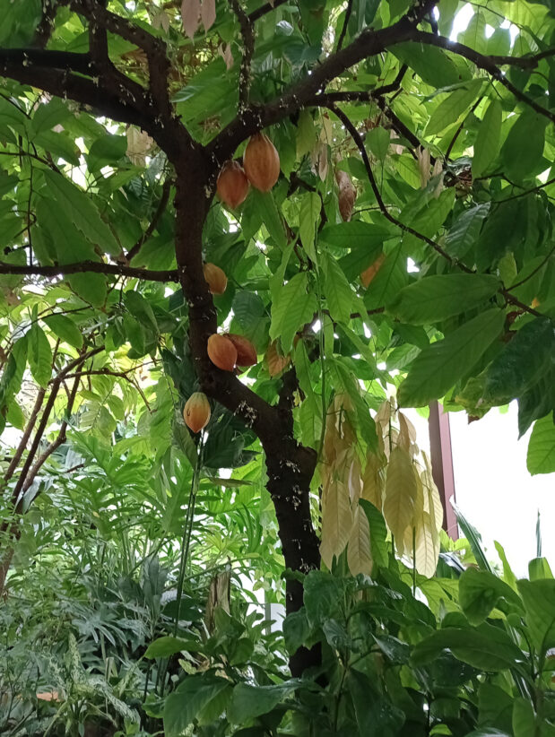 Malen und zeichnen im Berggarten
